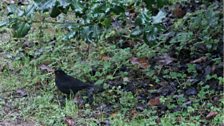 Solitary Blackbird