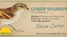 Gossip Sparrow