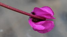 Cyclamen Coum