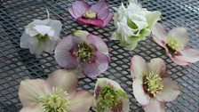 Hellebore Flowers