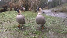 A pair of Nene