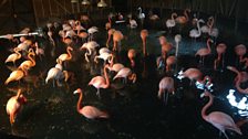 Caribbean Flamingos