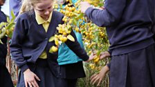 Picking ripe fruit in a corner of the Town Moor