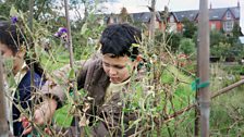 Beans need picking, potatoes need digging up and the sweet peas need pruning