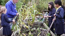 Tending the squash beds