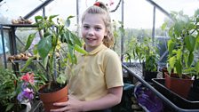 Growing your own pepper plant