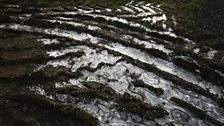 Icy tracks in the mud