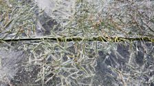 Grass encased in frozen water