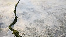 Grass pokes through cracked ice