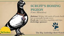 Scruff's Homing Pigeon