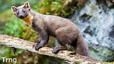 Cheeky Pine Martin