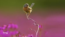 Wonderful Winter Wildlife in Scotland