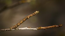 Dash-lined looper (Protoboarmia porcelaria)