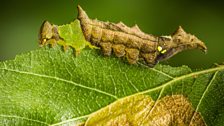 Unicorn caterpillar (Schizura unicornis)