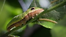 Spicebush swallowtail (Papilio troilus)