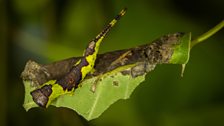 Gray furcula (Furcula cinerea)