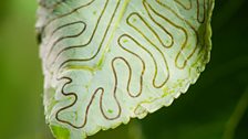 Feeding trail of a New England leaf miner