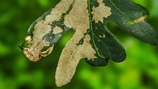 Lace-capped caterpillar (Oligocentria lignicolor)