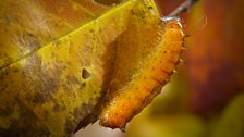 Clear dagger moth (Acronicta clarescens)