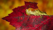 Red-washed caterpillar (Oligocentria semirufescens)