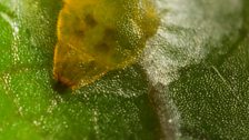 Close-up on a New England leaf miner