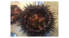 The Kitchen Cafe - hand diving for sea urchins