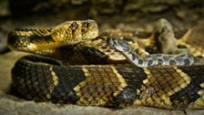 Timber rattlesnake, New England