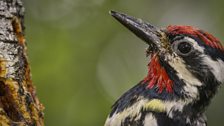 Yellow bellied sapsucker, New England