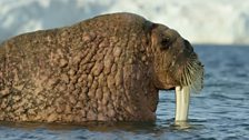 Walrus, Svalbard