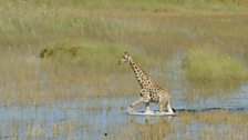 Giraffe walks through the swamp, Okavango Delta