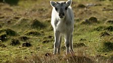 Reindeer calf, Svalbard