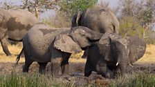 Elephants making waterhole, Okavango Delta