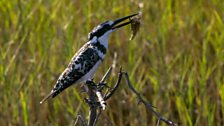 Pied Kingfisher with fish, Okavango Delta