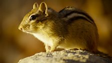 Chipmunk, New England