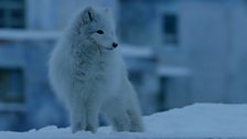 Arctic Fox, Svalbard