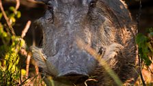 A warthog, Okavango Delta