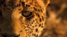 Leopard, Okavango Delta