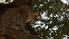 Leopard in tree, Okavango