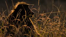 Chacma baboon, Okavango Delta