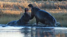 Hippo Fight! Okavango Delta