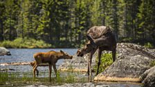 Moose mother and calf, New England