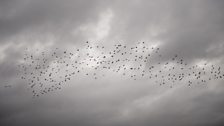 Starlings in flight