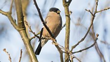 Female bullfinch