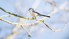 Long-tailed tit