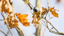 Blue tit pecking at leaves
