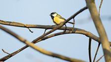 Great tit