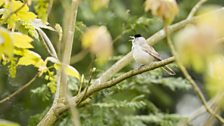 Male blackcap singing