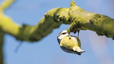 Upside down blue tit