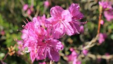 Rhododendron Praecox