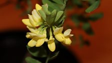 Coronilla Valentina subsp.Glauca